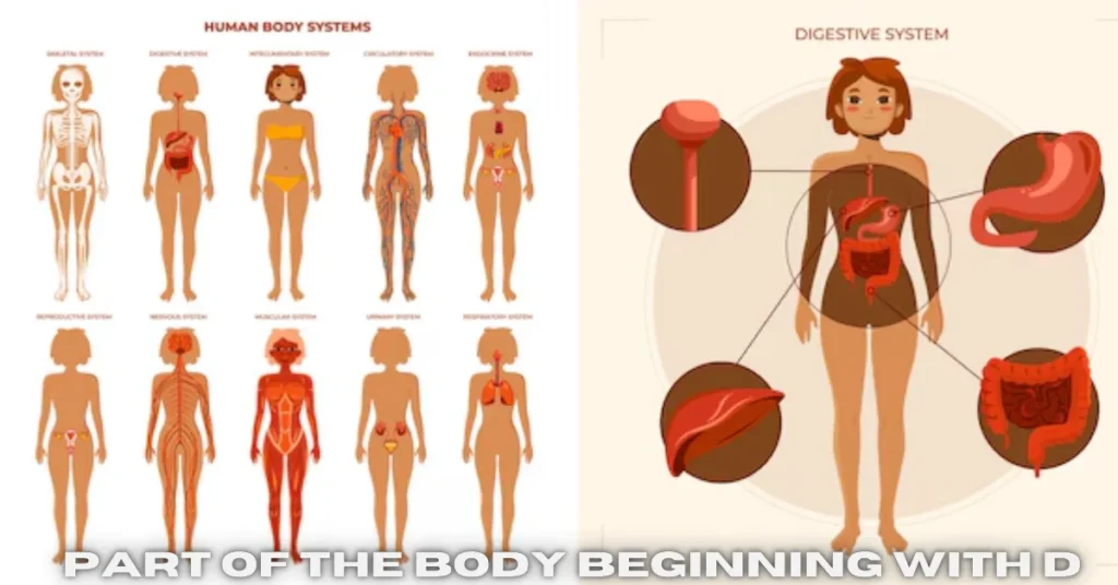 part of the body beginning with d