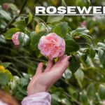 rosewellsk