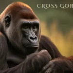 cross gorilla